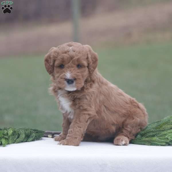 Noel, Goldendoodle Puppy